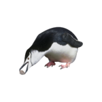 Скачать PNG картинку на прозрачном фоне Антарктический пингвин берет клювом камень