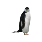 Скачать PNG картинку на прозрачном фоне Антарктический пингвин смотрит вперед