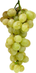 Скачать PNG картинку на прозрачном фоне Белая кисточка винограда