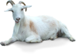 Скачать PNG картинку на прозрачном фоне Белая коза с рогами, лежит