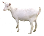 Скачать PNG картинку на прозрачном фоне Белая коза, стоит боком