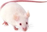 Скачать PNG картинку на прозрачном фоне Белая крыса с блинным хвостом и красными глазами идет вперед