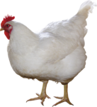 Скачать PNG картинку на прозрачном фоне Белая курица