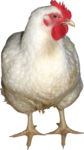 Скачать PNG картинку на прозрачном фоне Белая курица, вид спереди