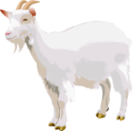 Скачать PNG картинку на прозрачном фоне Белая нарисованная коза