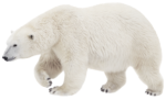 Скачать PNG картинку на прозрачном фоне Белый медведь идет влево