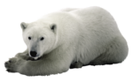 Скачать PNG картинку на прозрачном фоне Белый медведь лежит, смотрит вперед