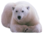 Скачать PNG картинку на прозрачном фоне Белый медведь лежит, смотрит вперед со сложенными лапами
