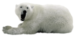 Скачать PNG картинку на прозрачном фоне Белый медведь, лежит, зивает