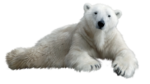 Скачать PNG картинку на прозрачном фоне Белый медведь нарисованный лежит