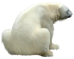 Скачать PNG картинку на прозрачном фоне Белый медведь нарисованный сидит, вид со спины