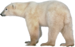 Скачать PNG картинку на прозрачном фоне Белый медведь смотрит влево