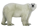 Скачать PNG картинку на прозрачном фоне Белый медведь стоит боком, смотрит вперед