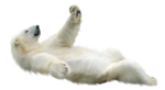 Скачать PNG картинку на прозрачном фоне Белый медведь валяется на спине, нарисованный