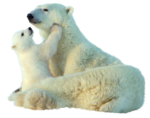 Скачать PNG картинку на прозрачном фоне Белый медвежонок и белая медведица обнимаются