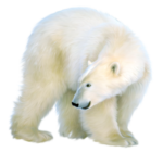Скачать PNG картинку на прозрачном фоне Белый нарисованный медведь, оглядывается