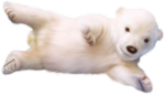 Скачать PNG картинку на прозрачном фоне Белый рисованный медвежонок валяется на боку