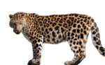 Скачать PNG картинку на прозрачном фоне Боком стоит леопард и смотрит вперед