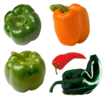 Скачать PNG картинку на прозрачном фоне Болгарский перец, зеленый, оранжевый, красный