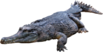 Скачать PNG картинку на прозрачном фоне Большой крокодил