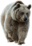 Скачать PNG картинку на прозрачном фоне Бурый медведь, идет вперед