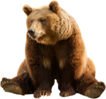 Скачать PNG картинку на прозрачном фоне Бурый медведь, сидит, отдыхает