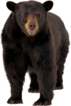 Скачать PNG картинку на прозрачном фоне Бурый медведь, смотрит вперед
