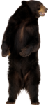 Скачать PNG картинку на прозрачном фоне Бурый медведь стоит на задних лапах