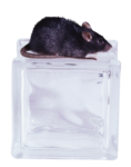 Скачать PNG картинку на прозрачном фоне Черная крыса на стеклянном кубике