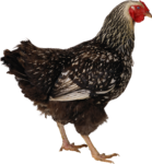 Скачать PNG картинку на прозрачном фоне Черная курица, стоит боком, смотрит вправо