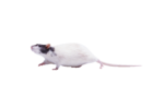 Скачать PNG картинку на прозрачном фоне Черно-белая крыса идет влево
