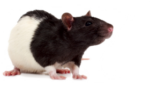 Скачать PNG картинку на прозрачном фоне Черно-белая крыса смотрит вправо
