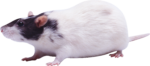Скачать PNG картинку на прозрачном фоне Черно-белая крыса стоит боком
