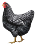 Скачать PNG картинку на прозрачном фоне Черно-белая курица, нарисованная идет влево