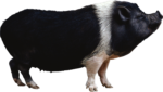 Скачать PNG картинку на прозрачном фоне Черно-белая свинья стоит с поднятой головой, вид сбоку