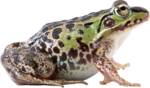 Скачать PNG картинку на прозрачном фоне Черно-зеленая пятнистая лягушка