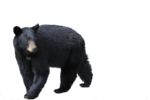 Скачать PNG картинку на прозрачном фоне Черный медведь идет, оглядывается