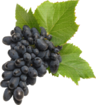 Скачать PNG картинку на прозрачном фоне Черный виноград, с тремя листьями