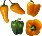 Скачать PNG картинку на прозрачном фоне Четыре оранжевых и один зеленый болгарский перец