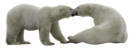 Скачать PNG картинку на прозрачном фоне Два белых медведя целуются