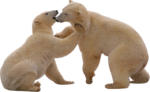 Скачать PNG картинку на прозрачном фоне Два белых медведя играются