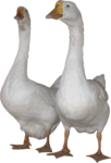 Скачать PNG картинку на прозрачном фоне Два белый гуся, стоят, смотрят вперед