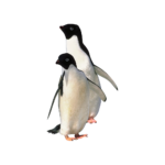 Скачать PNG картинку на прозрачном фоне Два пингвина Адели рядом