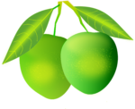 Скачать PNG картинку на прозрачном фоне Два зеленых нарисованных манго на ветке