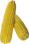 Скачать PNG картинку на прозрачном фоне Две кукурузы, очищенные, вид сверху