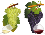 Скачать PNG картинку на прозрачном фоне Две нарисованные виноградные грозди с бокалами вина, красного и белого