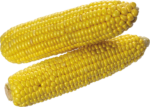 Скачать PNG картинку на прозрачном фоне Две очищенные кукурузы рядом