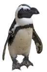 Скачать PNG картинку на прозрачном фоне Галапагосский пингвин