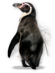 Скачать PNG картинку на прозрачном фоне Галапагосский пингвин стоит спиной