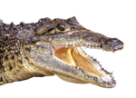 Скачать PNG картинку на прозрачном фоне Голова крокодила, с открытой пастью
